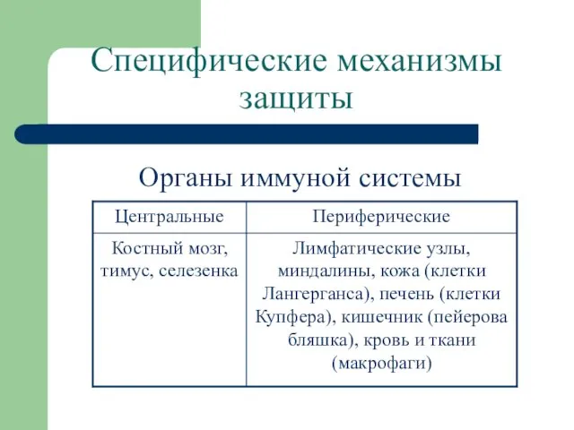 Специфические механизмы защиты Органы иммуной системы