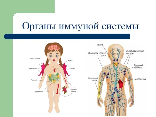 Органы иммуной системы