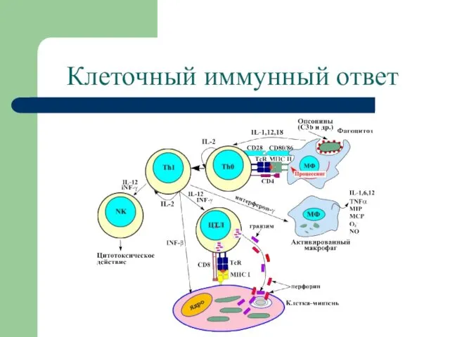 Клеточный иммунный ответ