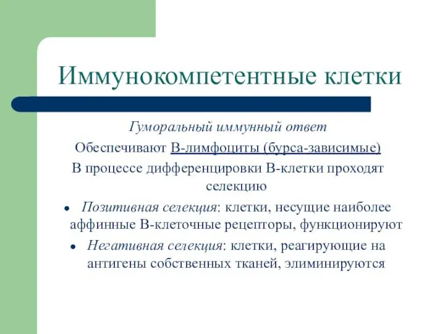 Иммунокомпетентные клетки Гуморальный иммунный ответ Обеспечивают B-лимфоциты (бурса-зависимые) В процессе дифференцировки