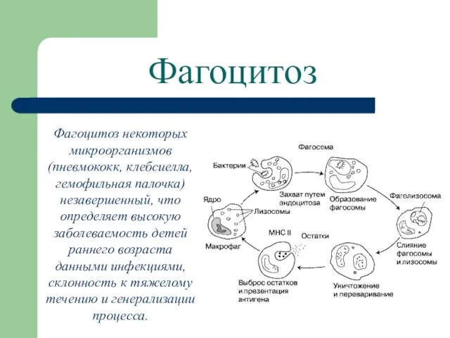 Фагоцитоз Фагоцитоз некоторых микроорганизмов (пневмококк, клебсиелла, гемофильная палочка) незавершенный, что определяет