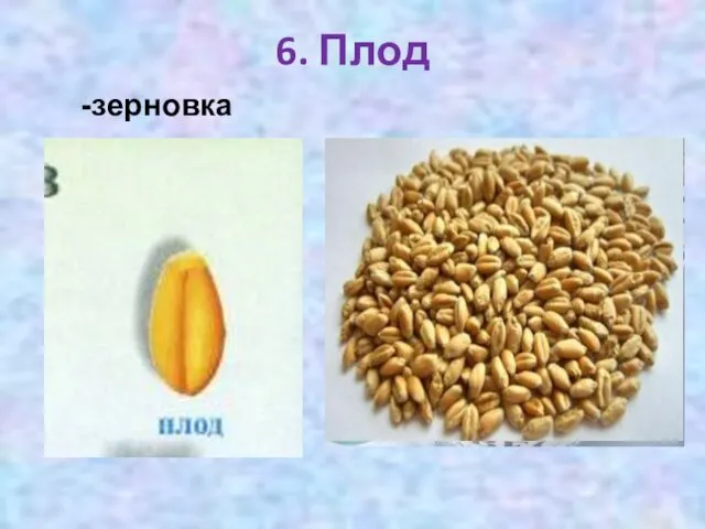 6. Плод -зерновка