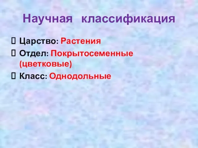 Научная классификация Царство: Растения Отдел: Покрытосеменные (цветковые) Класс: Однодольные