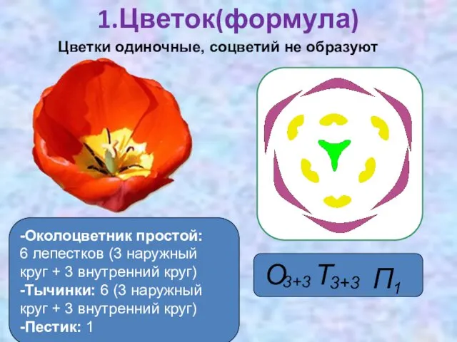 1.Цветок(формула) -Околоцветник простой: 6 лепестков (3 наружный круг + 3 внутренний