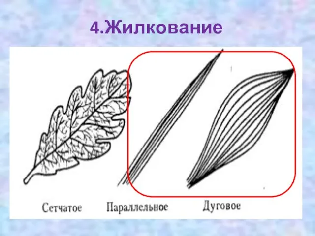 4.Жилкование