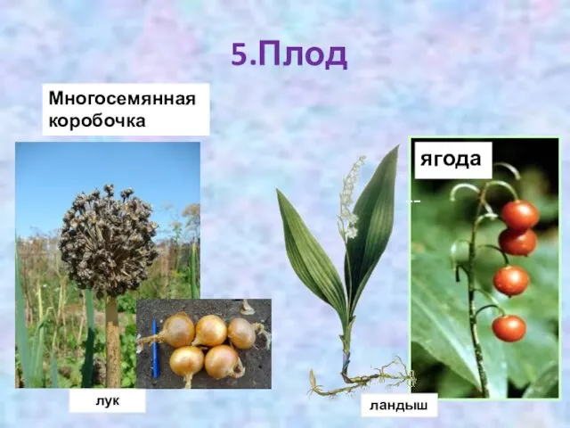 5.Плод Многосемянная коробочка ягода ландыш лук