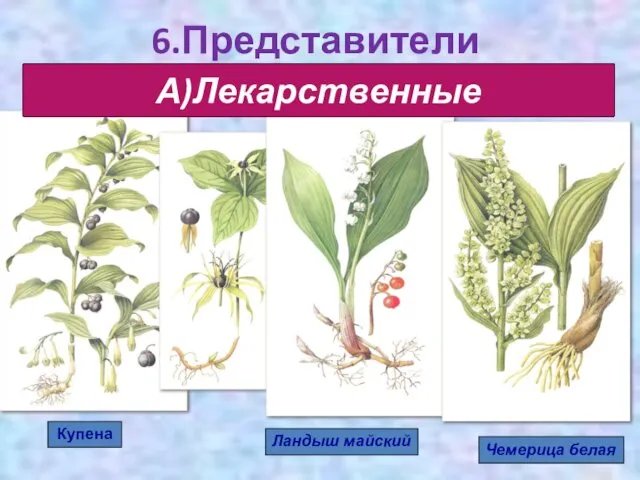 Ландыш майский Чемерица белая А)Лекарственные 6.Представители Купена