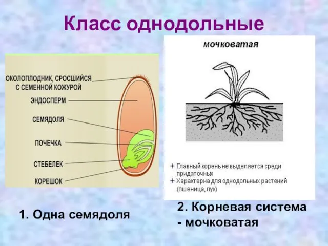 Класс однодольные 2. Корневая система - мочковатая 1. Одна семядоля