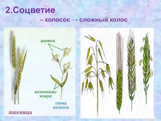 2.Соцветие – колосок → сложный колос