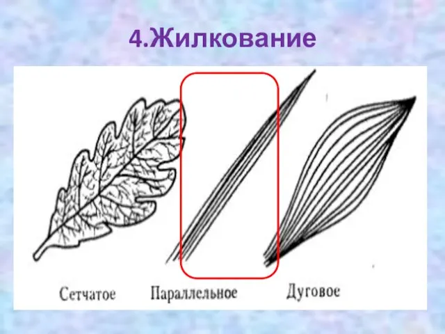 4.Жилкование