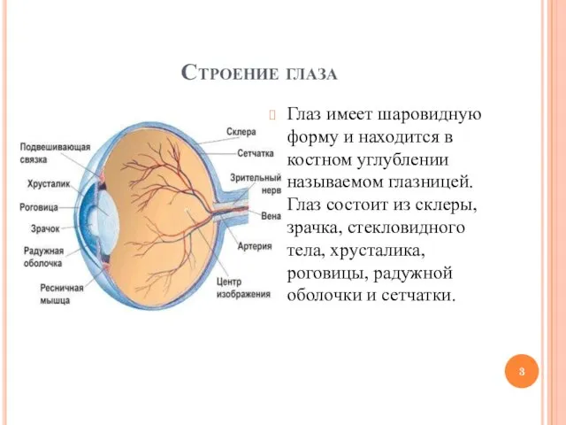 Строение глаза Глаз имеет шаровидную форму и находится в костном углублении