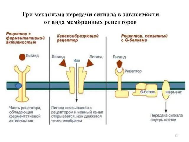 Три механизма передачи сигнала в зависимости от вида мембранных рецепторов