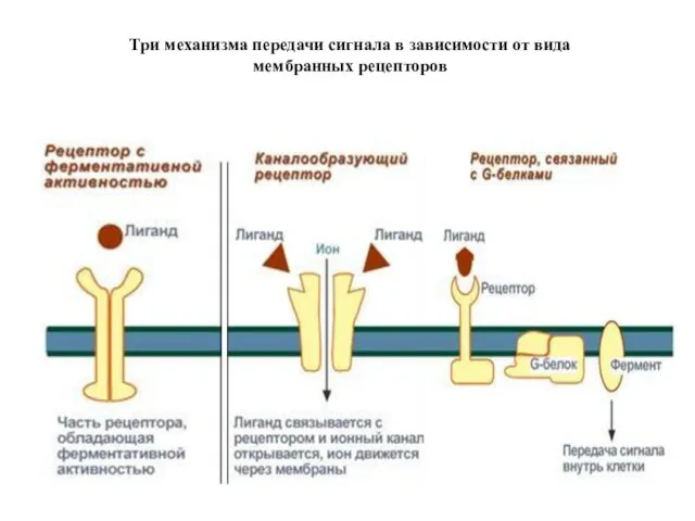 Три механизма передачи сигнала в зависимости от вида мембранных рецепторов