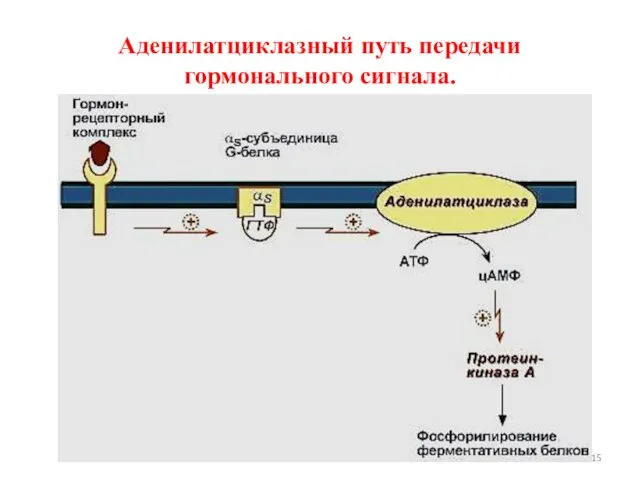 Аденилатциклазный путь передачи гормонального сигнала.