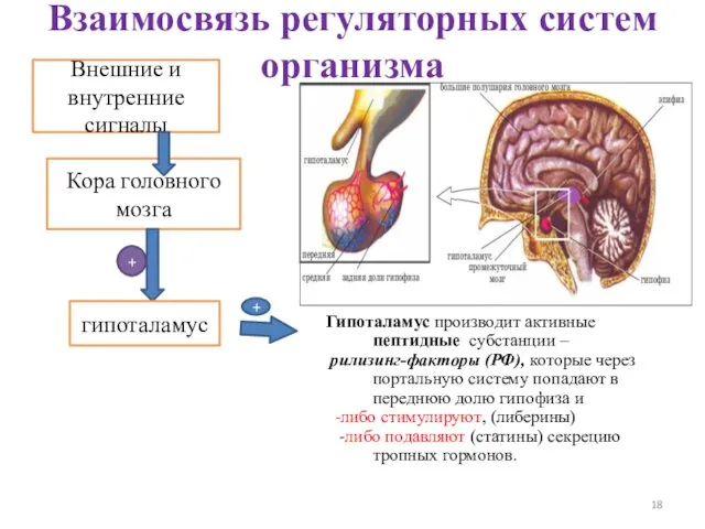 Внешние и внутренние сигналы Кора головного мозга гипоталамус + + Взаимосвязь