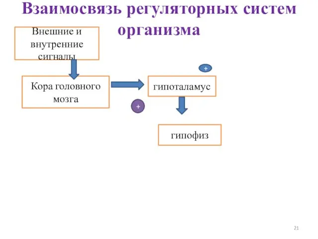 Внешние и внутренние сигналы Кора головного мозга гипоталамус + + Взаимосвязь регуляторных систем организма гипофиз