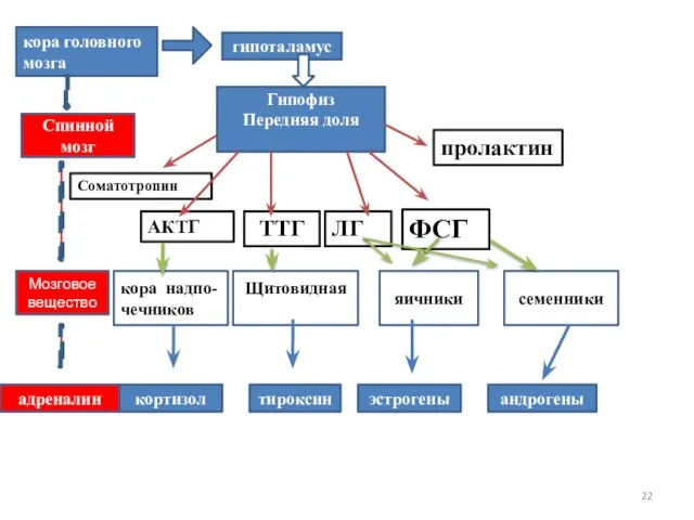 кора головного мозга гипоталамус Гипофиз Передняя доля Соматотропин АКТГ ТТГ ЛГ