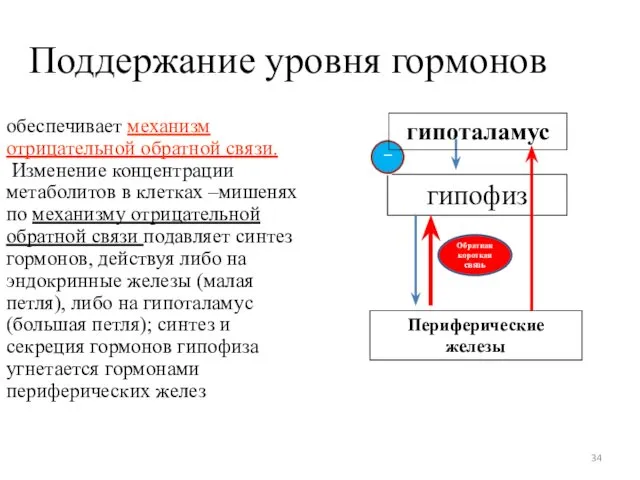 обеспечивает механизм отрицательной обратной связи. Изменение концентрации метаболитов в клетках –мишенях