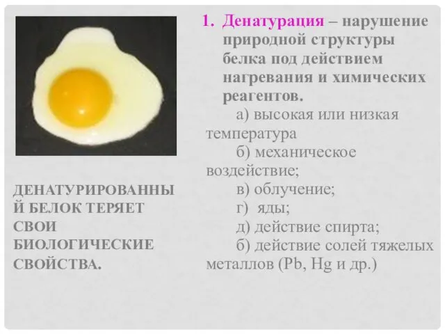 ДЕНАТУРИРОВАННЫЙ БЕЛОК ТЕРЯЕТ СВОИ БИОЛОГИЧЕСКИЕ СВОЙСТВА. Денатурация – нарушение природной структуры