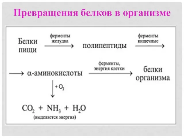 Превращения белков в организме