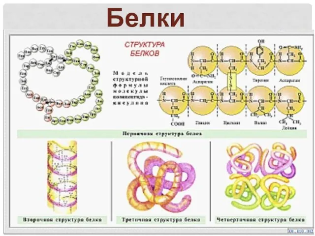 Белки