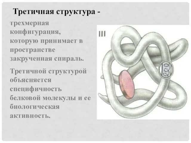 Третичная структура - трехмерная конфигурация, которую принимает в пространстве закрученная спираль.