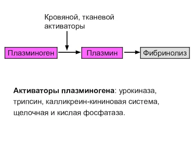 Кровяной, тканевой активаторы Активаторы плазминогена: урокиназа, трипсин, калликреин-кининовая система, щелочная и кислая фосфатаза.