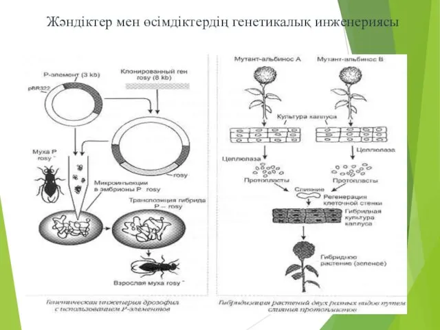 Жәндіктер мен өсімдіктердің генетикалық инженериясы