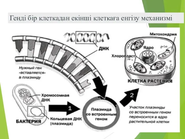 Генді бір клеткадан екінші клеткаға енгізу механизмі