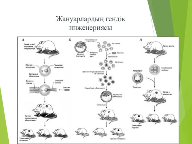 Жануарлардың гендік инженериясы