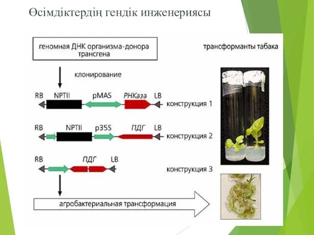 Өсімдіктердің гендік инженериясы