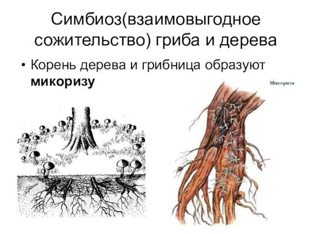 Симбиоз(взаимовыгодное сожительство) гриба и дерева Корень дерева и грибница образуют микоризу