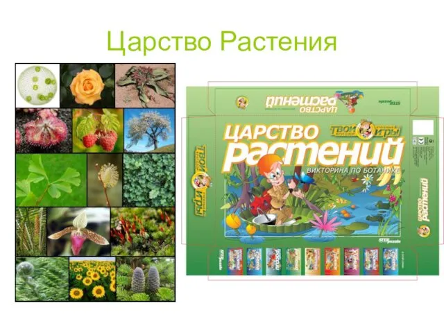 Царство Растения