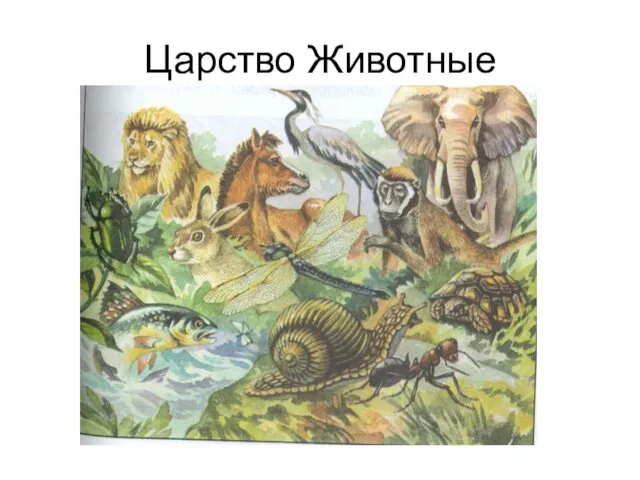 Царство Животные