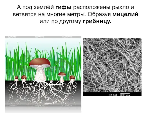 А под землёй гифы расположены рыхло и ветвятся на многие метры.