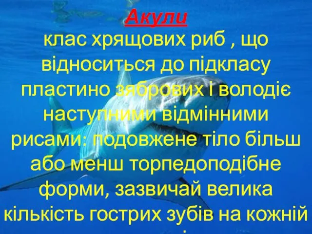 Акули клас хрящових риб , що відноситься до підкласу пластино зябрових