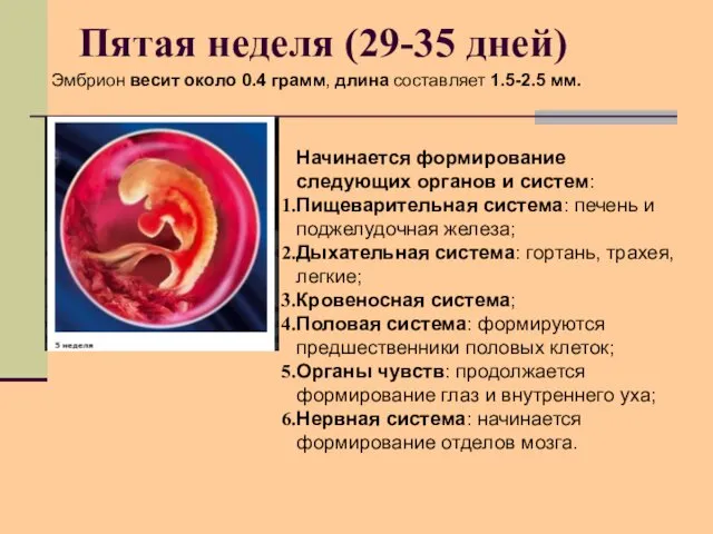 Пятая неделя (29-35 дней) Начинается формирование следующих органов и систем: Пищеварительная