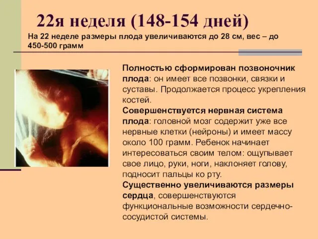 22я неделя (148-154 дней) На 22 неделе размеры плода увеличиваются до