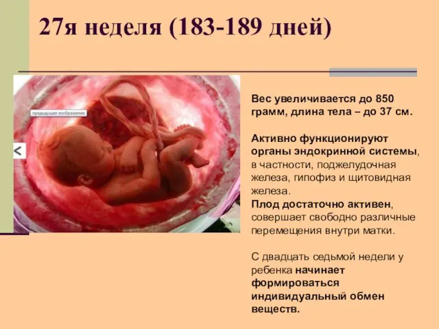 27я неделя (183-189 дней) Вес увеличивается до 850 грамм, длина тела