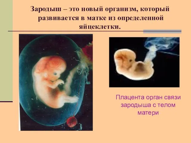 Зародыш – это новый организм, который развивается в матке из определенной