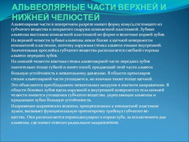 АЛЬВЕОЛЯРНЫЕ ЧАСТИ ВЕРХНЕЙ И НИЖНЕЙ ЧЕЛЮСТЕЙ Альвеолярные части в поперечном разрезе