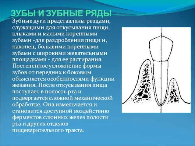 ЗУБЫ И ЗУБНЫЕ РЯДЫ Зубные дуги представлены резцами, служащими для откусывания