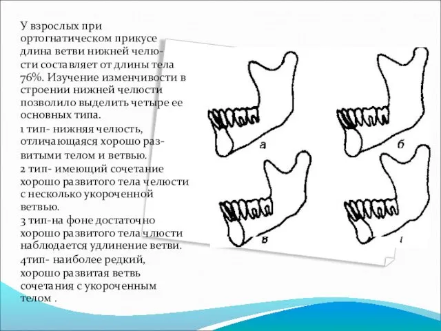 У взрослых при ортогнатическом прикусе длина ветви нижней челю- сти составляет