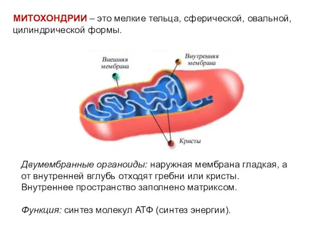 МИТОХОНДРИИ – это мелкие тельца, сферической, овальной, цилиндрической формы. Двумембранные органоиды: