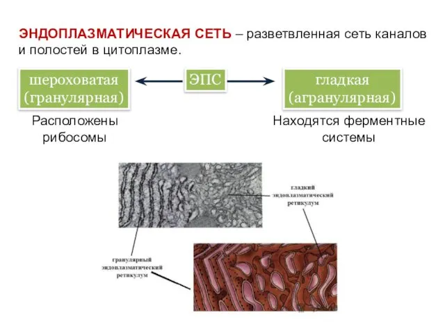 ЭНДОПЛАЗМАТИЧЕСКАЯ СЕТЬ – разветвленная сеть каналов и полостей в цитоплазме. ЭПС