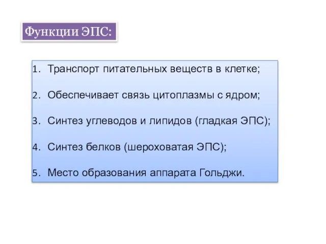 Функции ЭПС: Транспорт питательных веществ в клетке; Обеспечивает связь цитоплазмы с