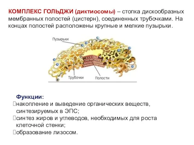 КОМПЛЕКС ГОЛЬДЖИ (диктиосомы) – стопка дискообразных мембранных полостей (цистерн), соединенных трубочками.