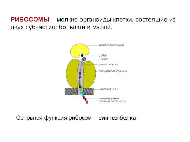 РИБОСОМЫ – мелкие органоиды клетки, состоящие из двух субчастиц: большой и