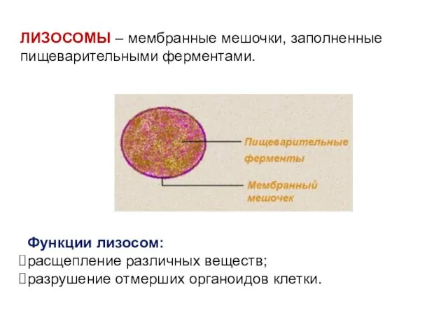 ЛИЗОСОМЫ – мембранные мешочки, заполненные пищеварительными ферментами. Функции лизосом: расщепление различных веществ; разрушение отмерших органоидов клетки.