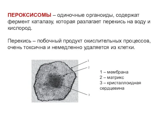 ПЕРОКСИСОМЫ – одиночные органоиды, содержат фермент каталазу, которая разлагает перекись на